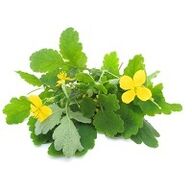 celandine for the treatment of fungus